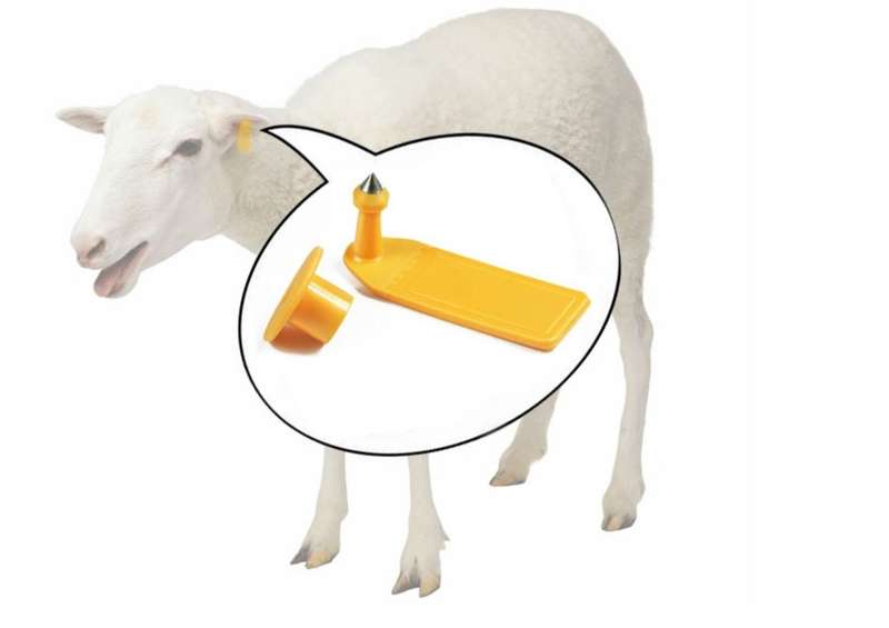 RFID - Animal Ear Tag for Livestock Sheep
