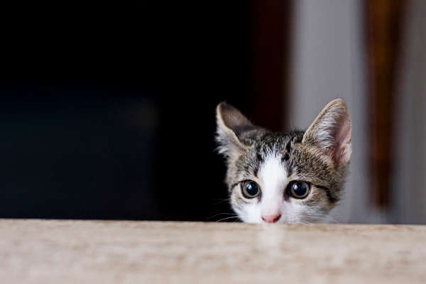 Killer Kitties: Study Proves They're Not as Innocent As They Look | TIME.com