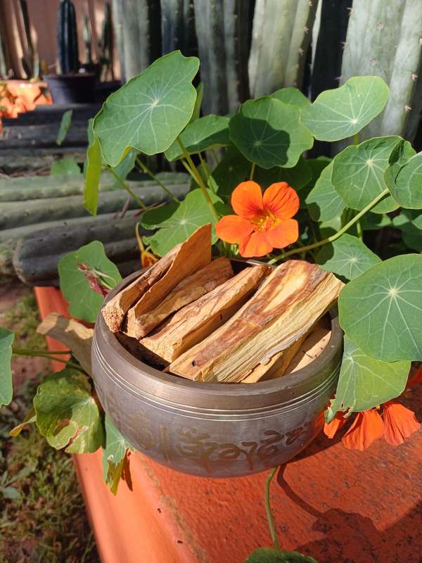 Palo Santo 8/10 sticks. 100 grams