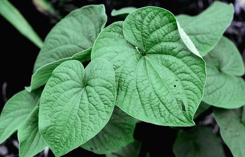 Kava Kava 100 grams