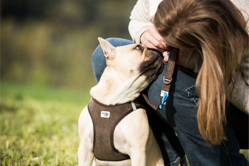 Curli Brown Comfort Vest - Air-Mesh for Small Dogs