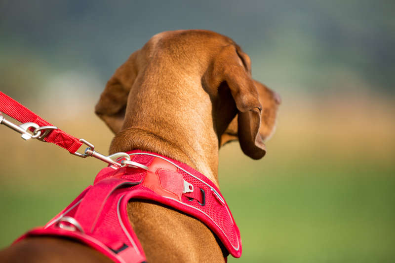 Curli Red Comfort Vest - Air-Mesh for Small Dogs