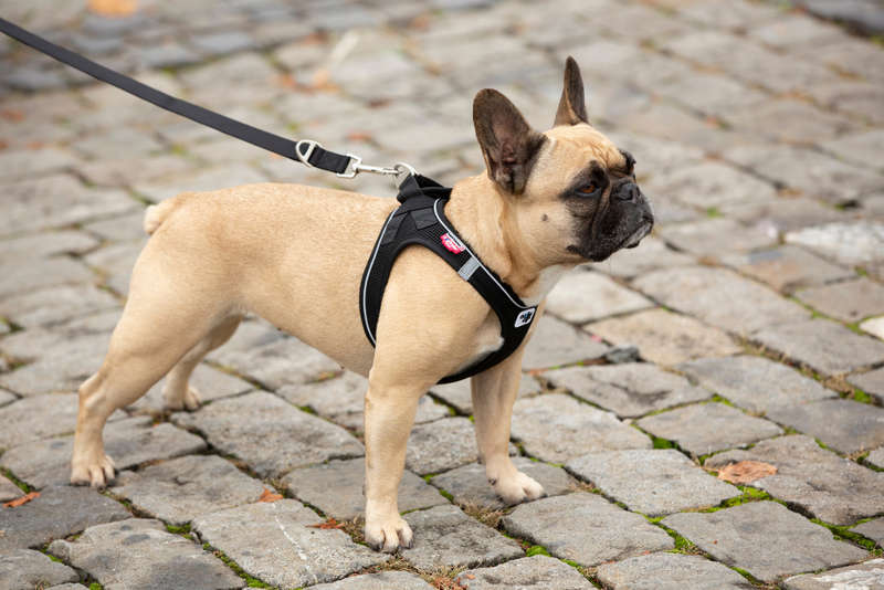 Curli Clasp Black Dog Harness - Air-Mesh for Small Dogs