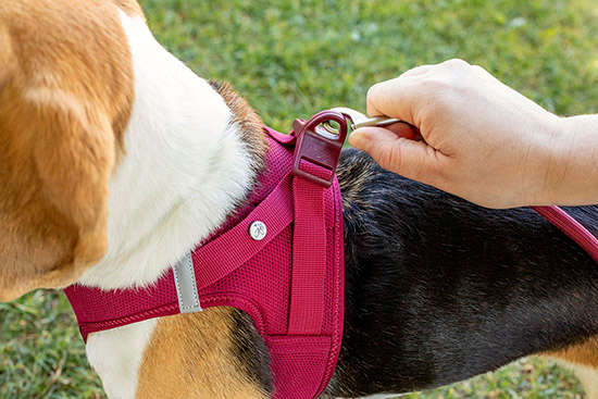 Stretch Comfort Nylon Leash - Non-Adjustable