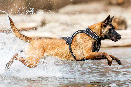 Curli Belka Overhead Harness - Red for Large Dogs
