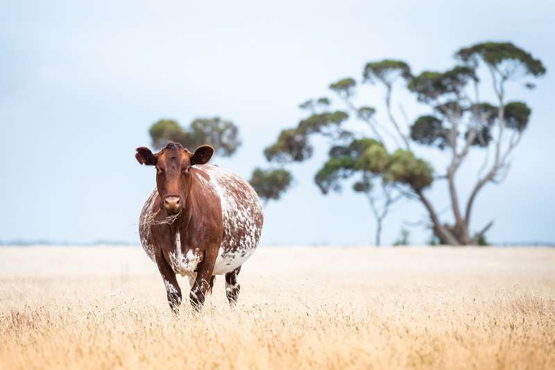 Cow Pregnancy Tests Bovine  Singles