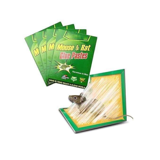 Mouse and Rat Glue Trap