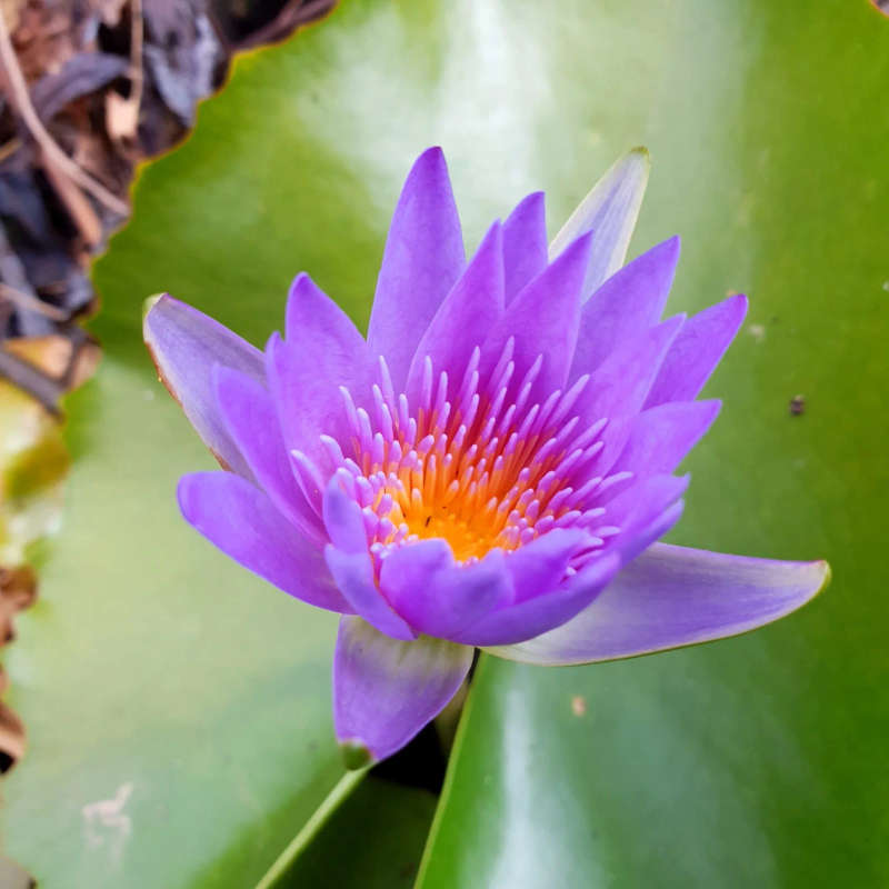 Frequency Fluid Liquid Alchemy Blue Lotus Entheogenic Botanical Extract 10ml