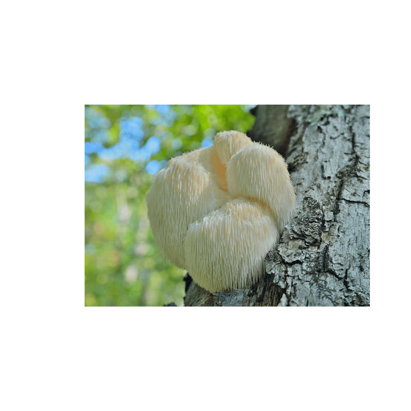 Lion's Mane Capsules (90) 600mg