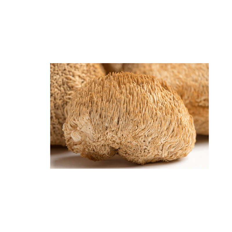 Lion's Mane Capsules (90) 600mg