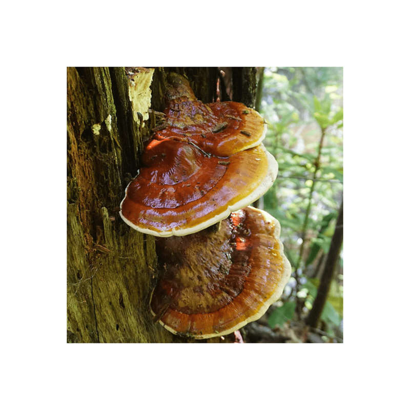 Reishi Capsules (90) 600mg