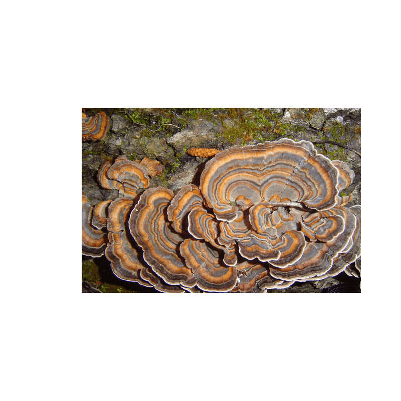 Turkey Tail Capsules (90) 600mg