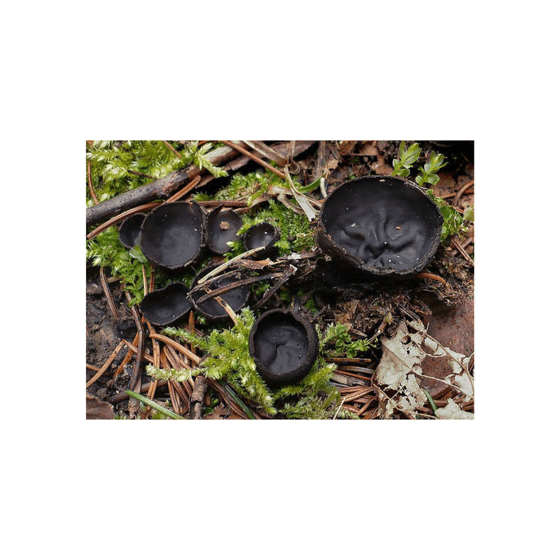 Black Fungus Capsules (90) 600mg