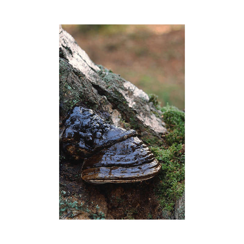 Black Hoof Capsules (90) 600mg