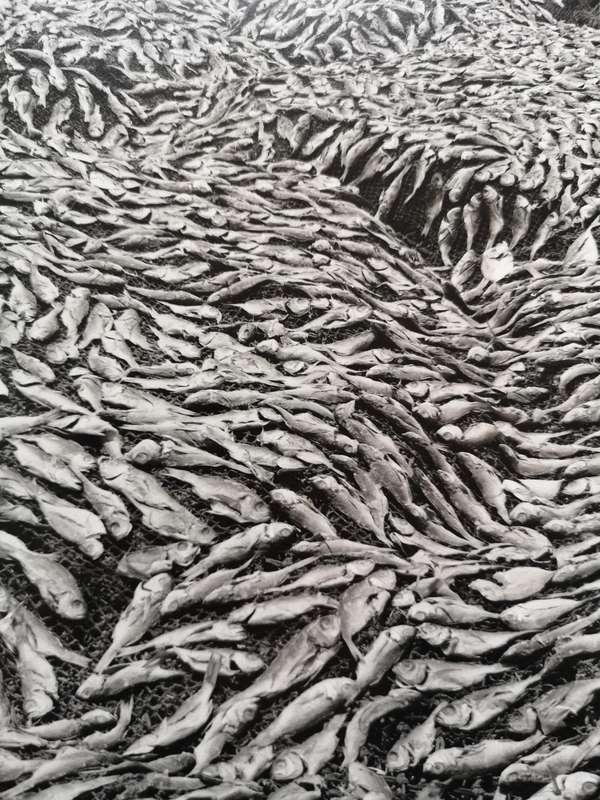 "Terreno Ocupado" by Jo Ractliffe - [senior lecturer at the Wits (University) School of Art]