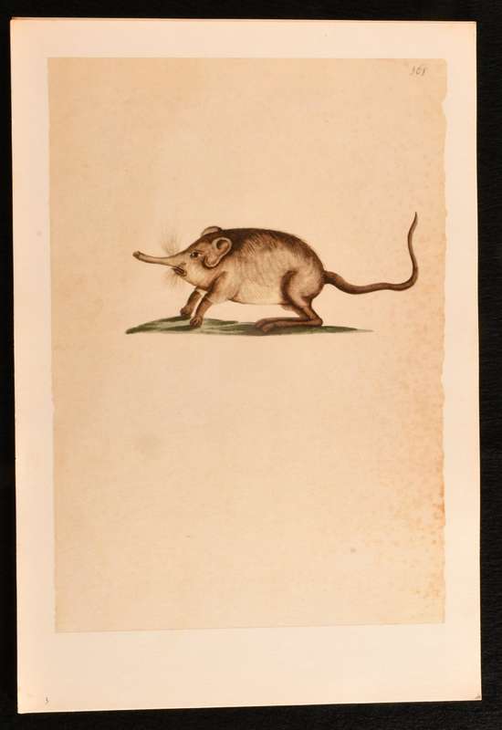 (Hendrik) Claudius - Water-Colours in the Africana Museum  1685-1686 (NUMBERED EDITION)