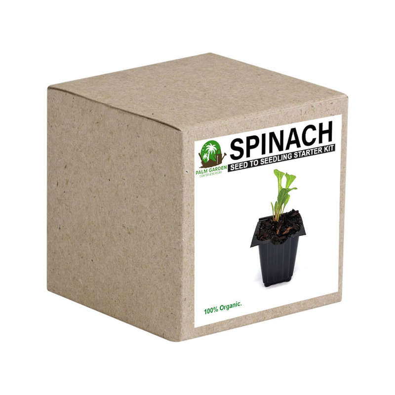 Palm Gardens Spinach Plant Seed to Spinach Seedling Home Grow Starter Kit