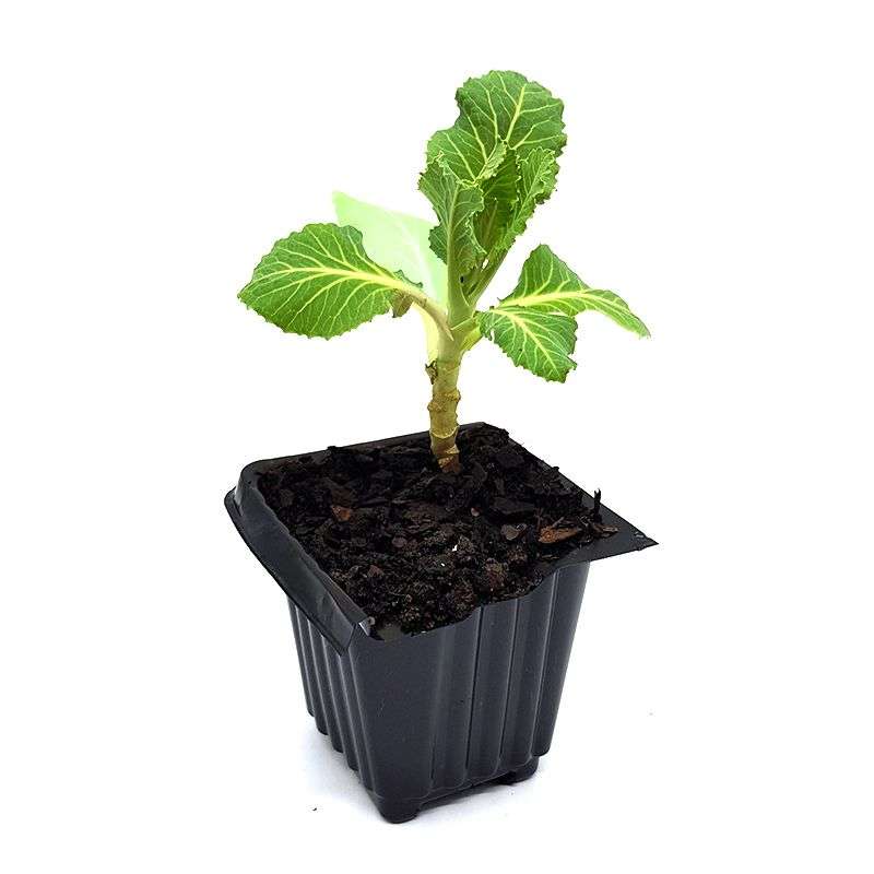 Palm Gardens Broccoli Plant Seed to Broccoli Seedling Home Grow Starter Kit