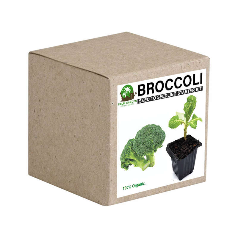 Palm Gardens Broccoli Plant Seed to Broccoli Seedling Home Grow Starter Kit