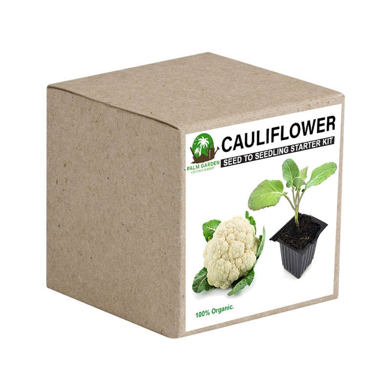 Palm Gardens Cauliflower Plant Seed to Seedling Home Grow Starter Kit