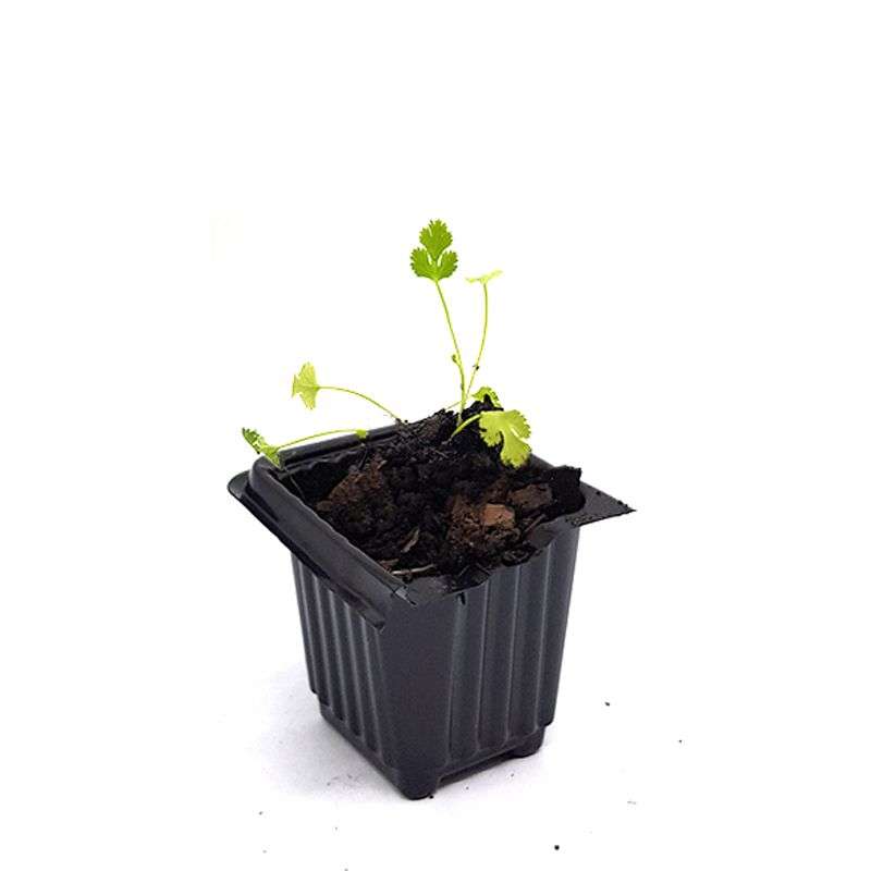 Palm Gardens Coriander Plant Seed to Dhania Seedling Home Grow Starter Kit