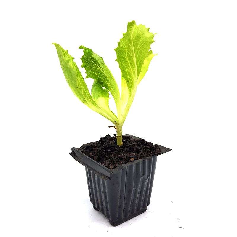 Palm Gardens Lettuce Plant Seed to Lettuce Seedling Home Grow Starter Kit