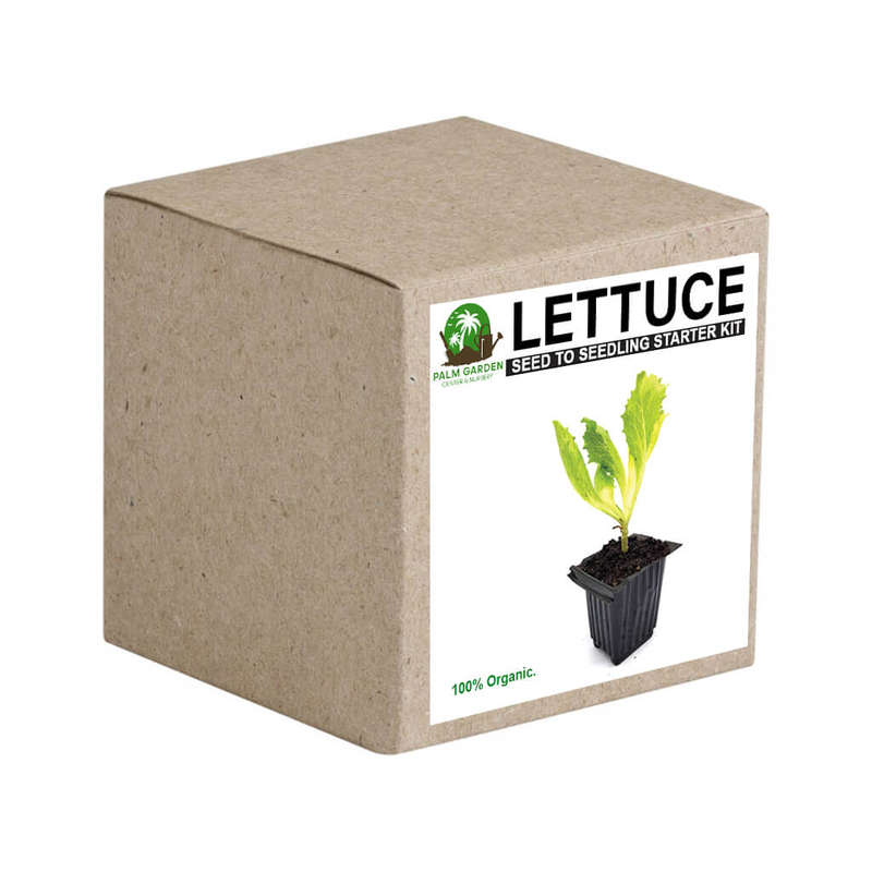 Palm Gardens Lettuce Plant Seed to Lettuce Seedling Home Grow Starter Kit