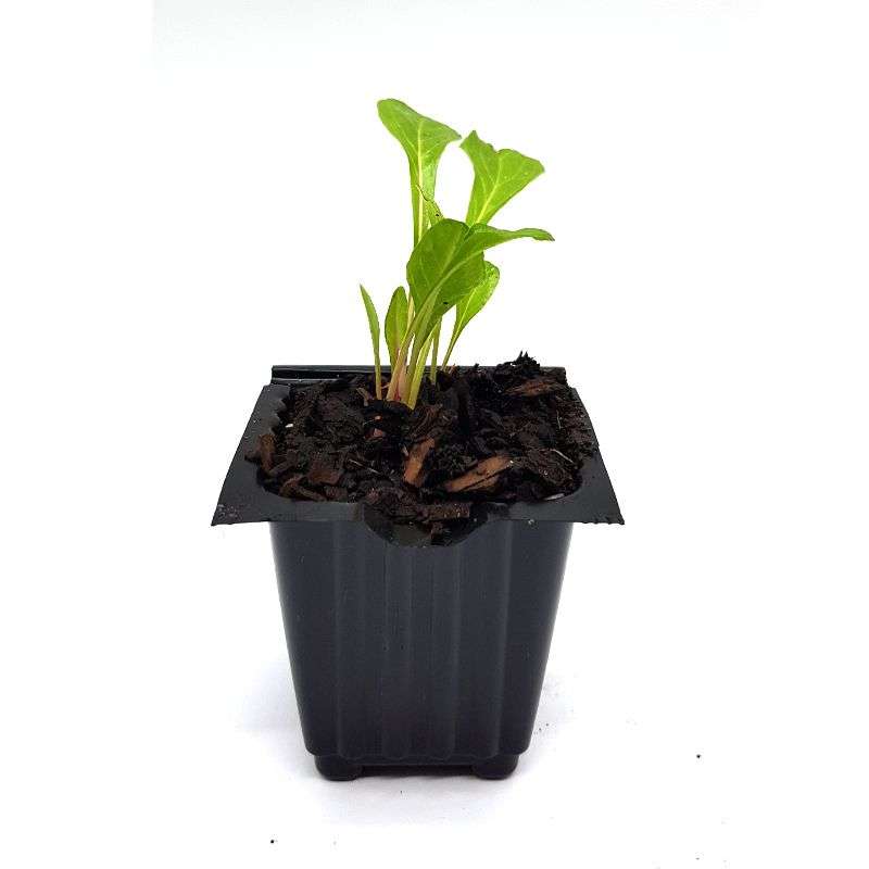 Palm Gardens Spinach Plant Seed to Spinach Seedling Home Grow Starter Kit