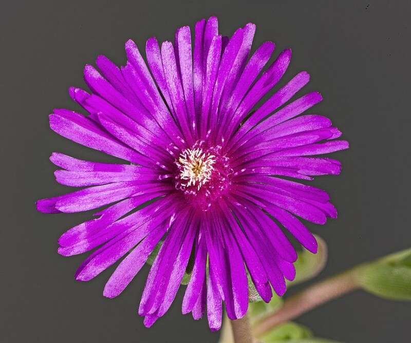 Delosperma