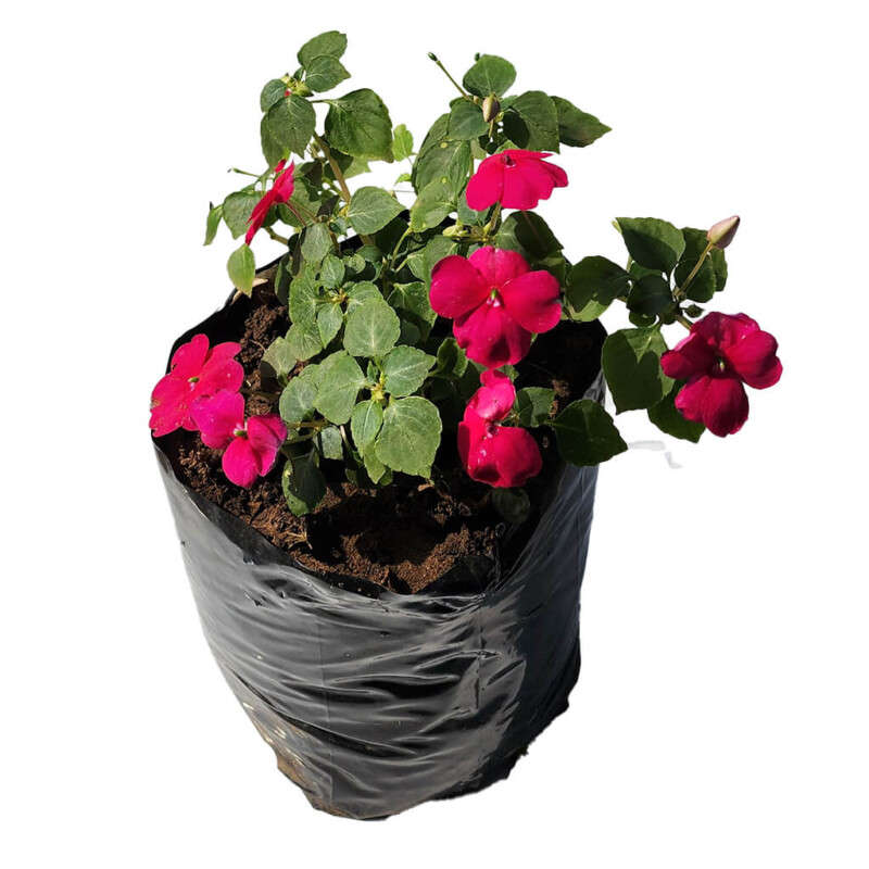 New Guinea Impatiens