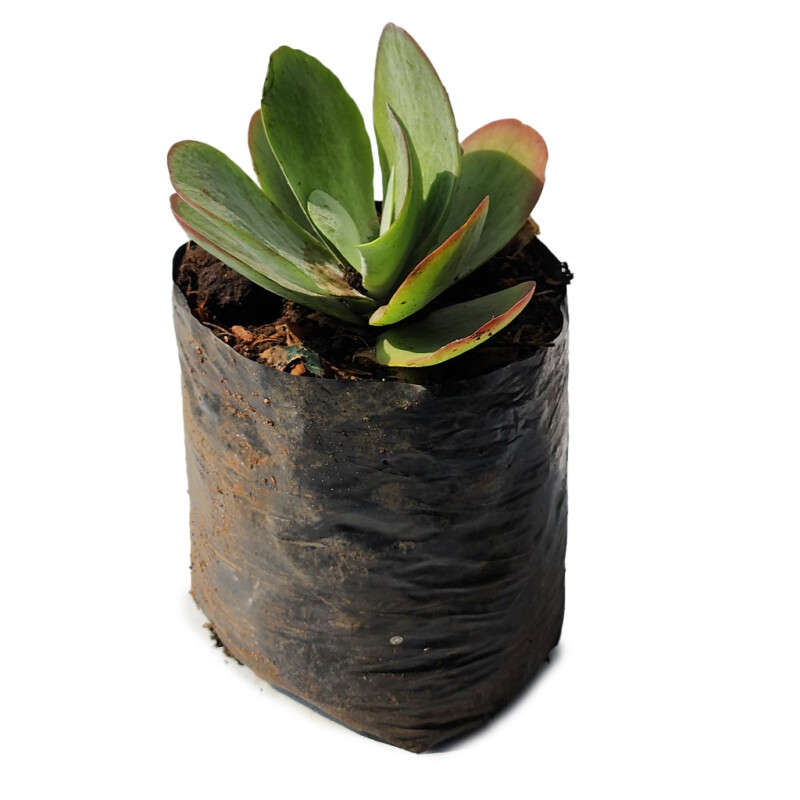 Cotyledon
