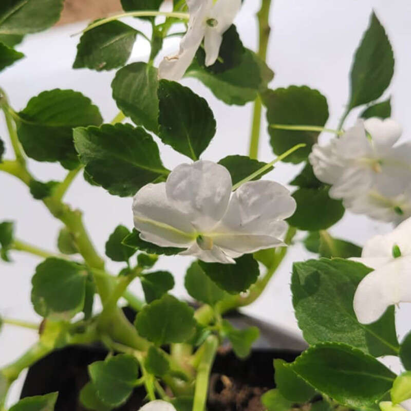 New Guinea Impatiens