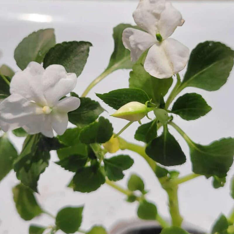 New Guinea Impatiens