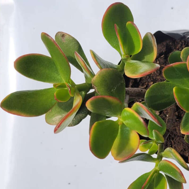 Trailing Jade (Crassula Sarmentosa)