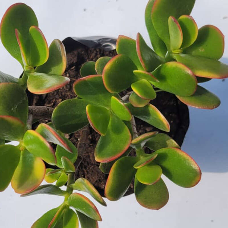 Trailing Jade (Crassula Sarmentosa)