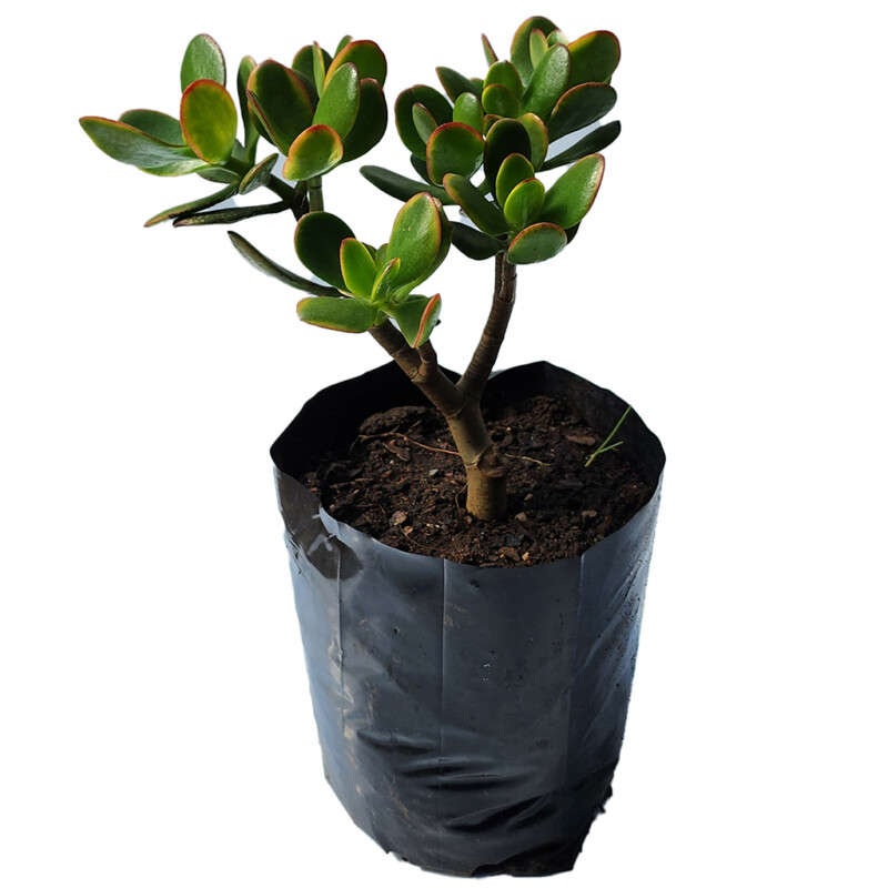 Trailing Jade (Crassula Sarmentosa)