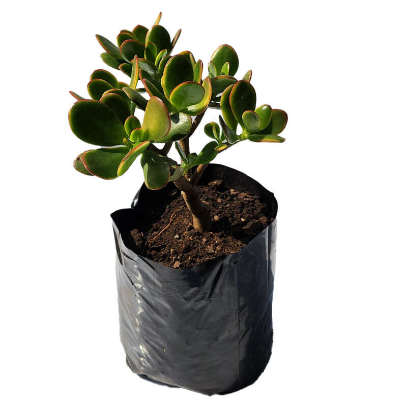 Trailing Jade (Crassula Sarmentosa)