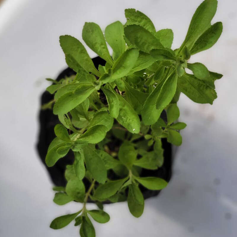 Crussulla stevia (Sugar Plant)