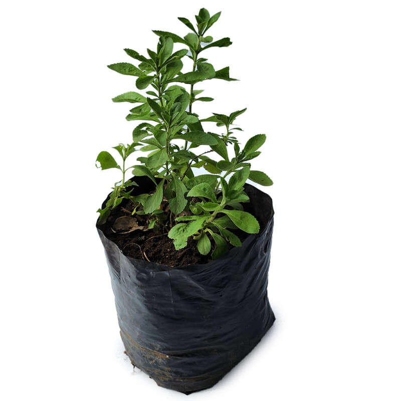 Crussulla stevia (Sugar Plant)