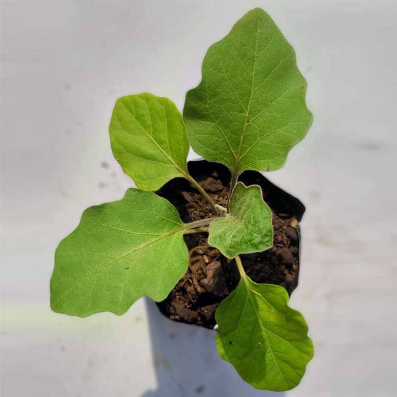 Aubergine (Brinjal / Eggplant)