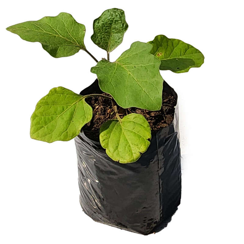 Aubergine (Brinjal / Eggplant)