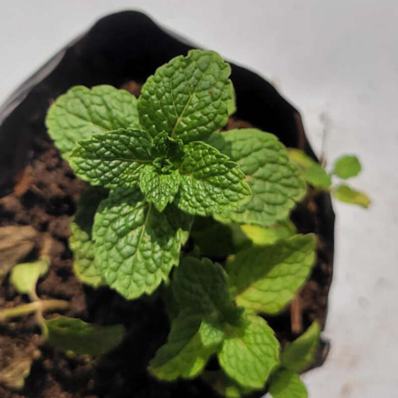 Mint Plant