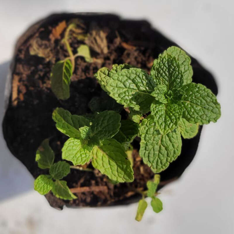Mint Plant