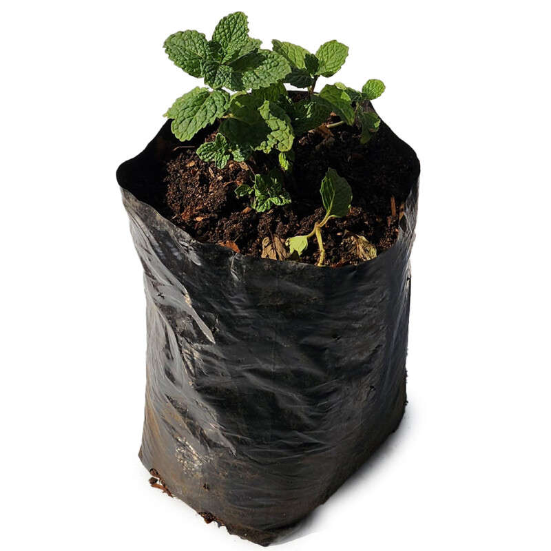 Mint Plant