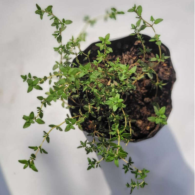 Thyme