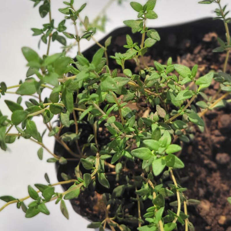Thyme