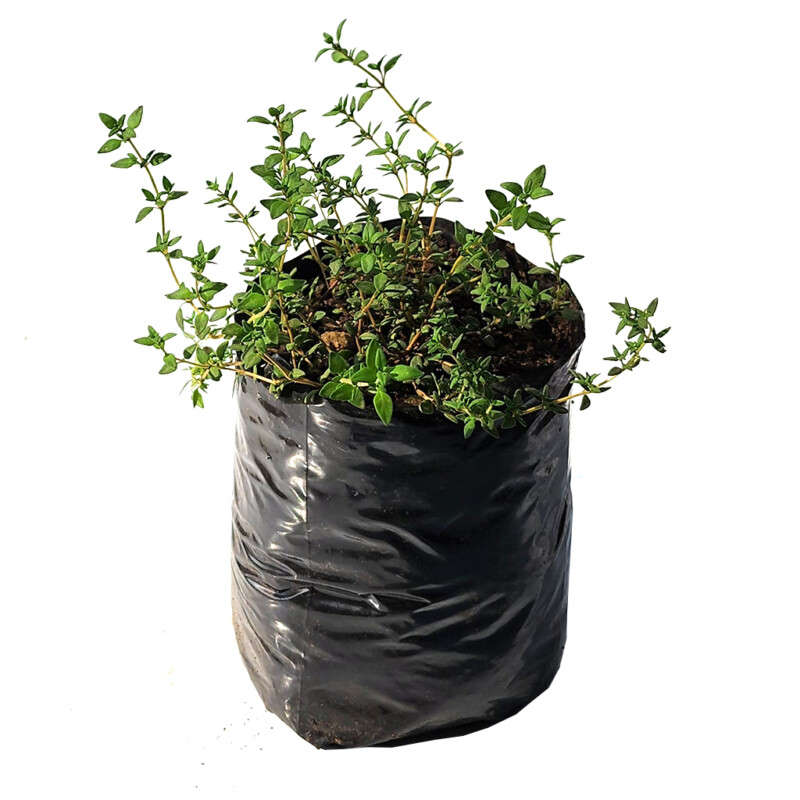 Thyme