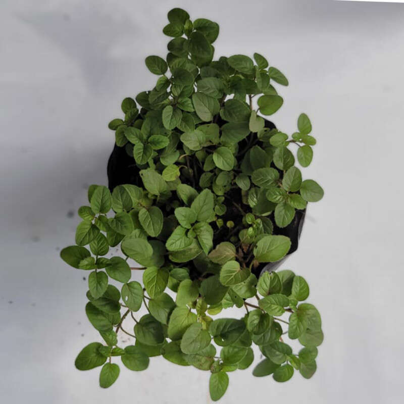 Oreganos (Origanum)