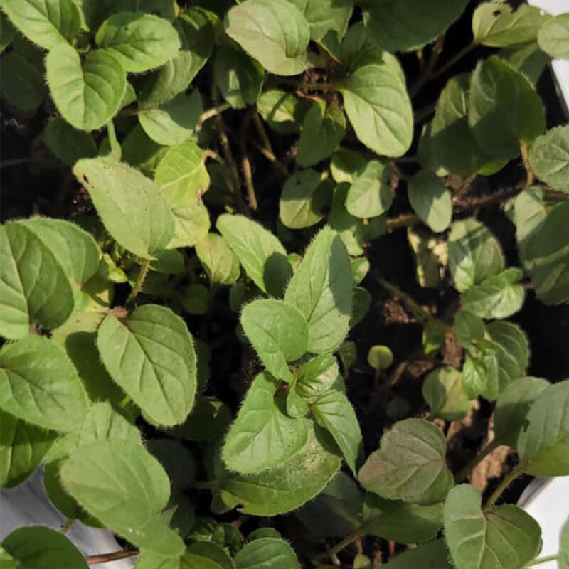 Oreganos (Origanum)