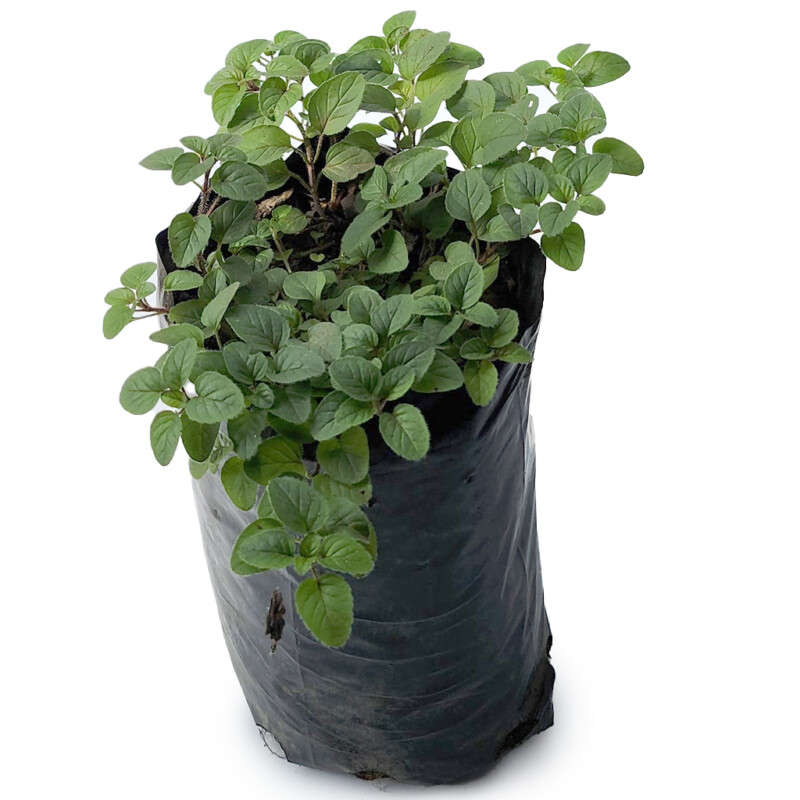 Oreganos (Origanum)